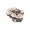 Plaster Kasztanowca 90x67x9cm