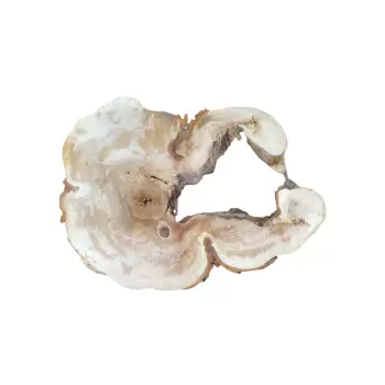Plaster Kasztanowca 90x67x9cm