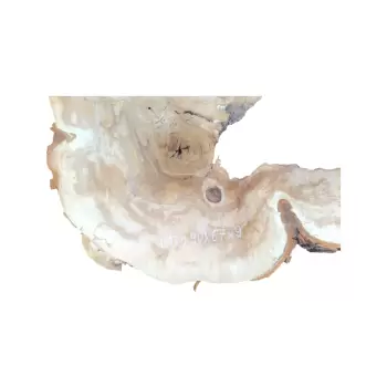 Plaster Kasztanowca 90x67x9cm