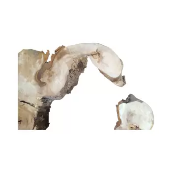 Plaster Kasztanowca 90x67x9cm