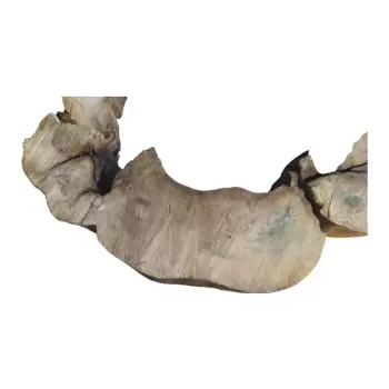 Plaster Kasztanowca 99x89x8cm