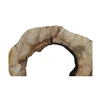 Plaster Kasztanowca 99x89x8cm