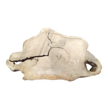Plaster Kasztanowca 91x64x8cm