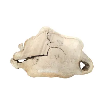 Plaster Kasztanowca 91x64x8cm