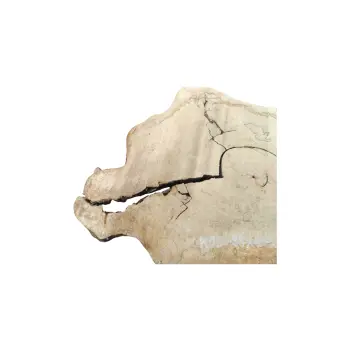Plaster Kasztanowca 91x64x8cm