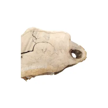Plaster Kasztanowca 91x64x8cm