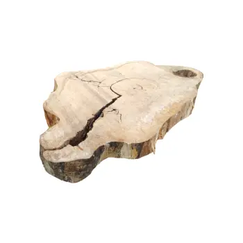 Plaster Kasztanowca 91x64x8cm