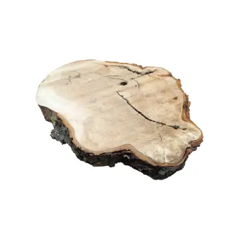 Plaster Kasztanowca 90x64x10cm