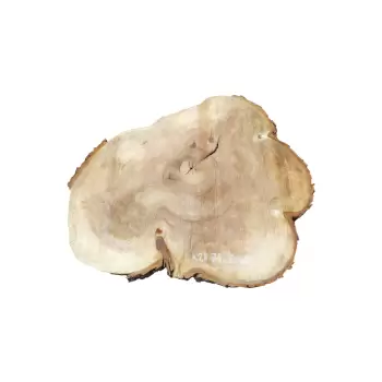 Plaster Kasztanowca 79x69x8cm