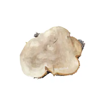 Plaster Kasztanowca 78x69x8cm