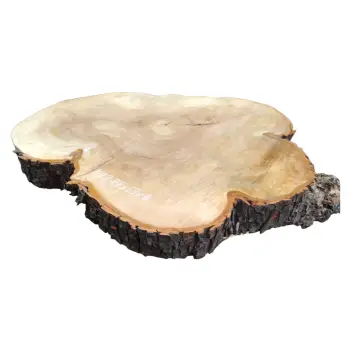 Plaster Kasztanowca 78x69x8cm