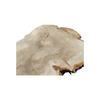 Plaster Kasztanowca 78x69x8cm