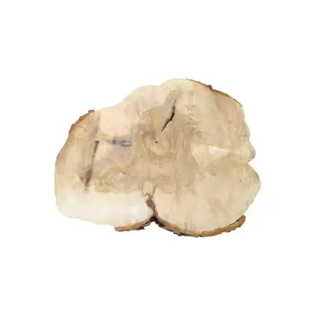 Plaster Kasztanowca 79x70x10cm