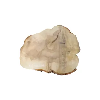 Plaster Kasztanowca 79x89x8cm