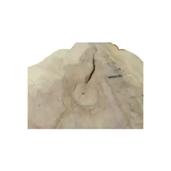 Plaster Kasztanowca 79x89x8cm