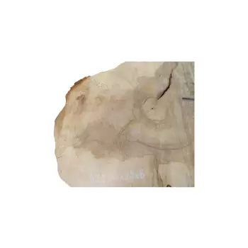 Plaster Kasztanowca 79x89x8cm