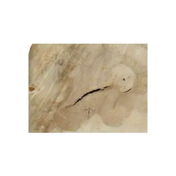 Plaster Kasztanowca 80x67x8cm