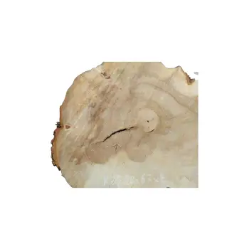 Plaster Kasztanowca 80x67x8cm