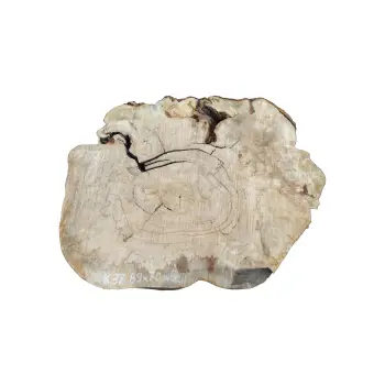 Plaster Kasztanowca 89x70x8cm