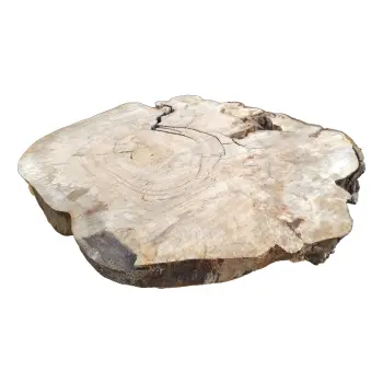 Plaster Kasztanowca 89x70x8cm