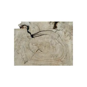 Plaster Kasztanowca 89x70x8cm