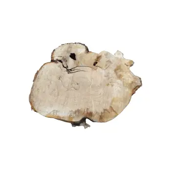 Plaster Kasztanowca 84x73x8cm