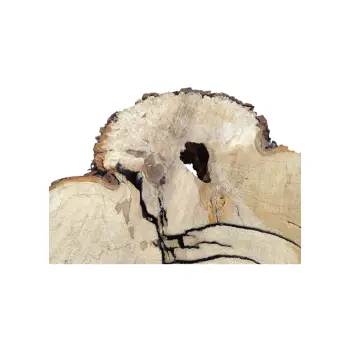 Plaster Kasztanowca 84x73x8cm