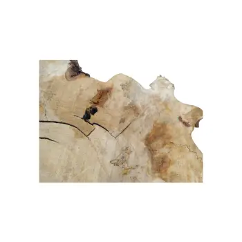 Plaster Kasztanowca 84x73x8cm