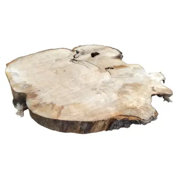 Plaster Kasztanowca 84x73x8cm