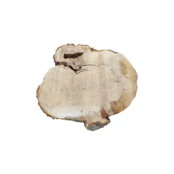 Plaster Kasztanowca 76x70x10cm