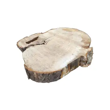 Plaster Kasztanowca 76x70x10cm