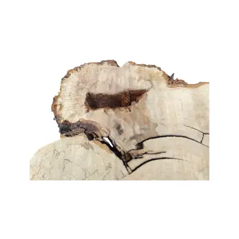 Plaster Kasztanowca 76x70x10cm