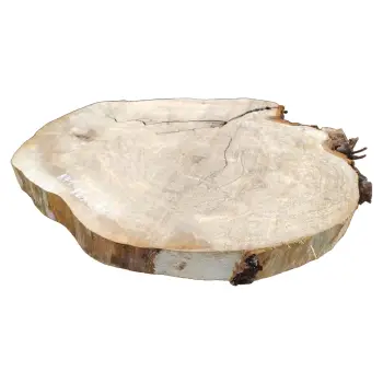 Plaster Kasztanowca 82x66x8cm