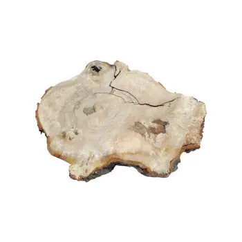 Plaster Kasztanowca 94x72x9cm