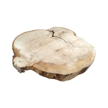 Plaster Kasztanowca 80x75x8cm