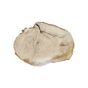 Plaster Kasztanowca 80x66x8cm