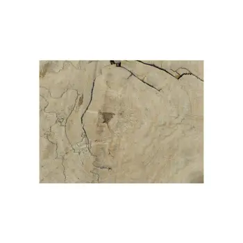 Plaster Kasztanowca 80x66x8cm
