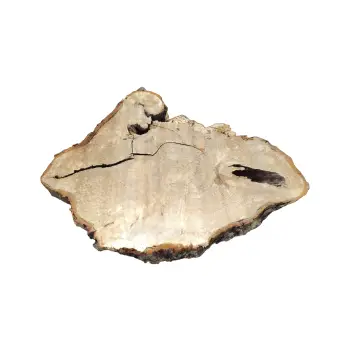 Plaster Kasztanowca 98x76x10cm w Dwóch Kawałkach