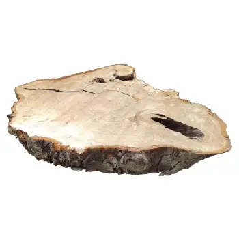 Plaster Kasztanowca 98x76x10cm w Dwóch Kawałkach