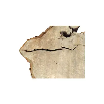 Plaster Kasztanowca 98x76x10cm w Dwóch Kawałkach