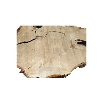 Plaster Kasztanowca 98x76x10cm w Dwóch Kawałkach