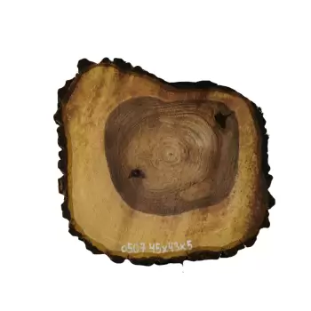 Plaster Orzecha Włoskiego 45x43x5cm