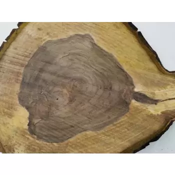 Plaster Orzecha Włoskiego 49x41x5cm