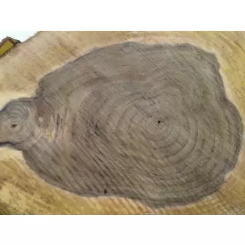 Plaster Orzecha Włoskiego 47x37x5cm