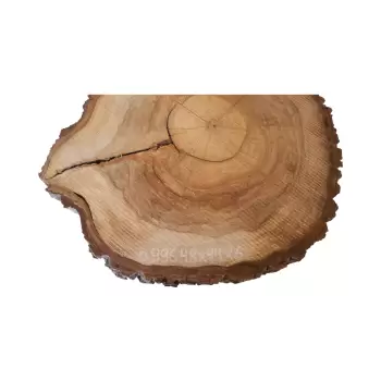 Plaster Orzecha Włoskiego 48x44x6cm