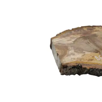 Plaster Orzecha Włoskiego 44x33x4cm