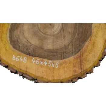 Plaster Orzecha Włoskiego 46x45x6cm