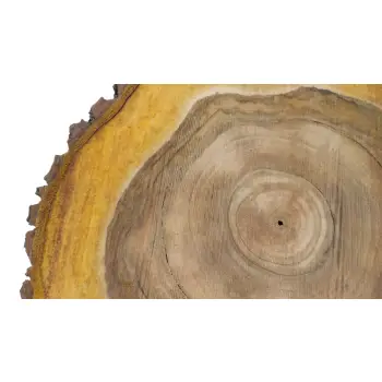 Plaster Orzecha Włoskiego 46x45x6cm