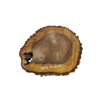 Plaster Orzecha Włoskiego 54x44x6cm