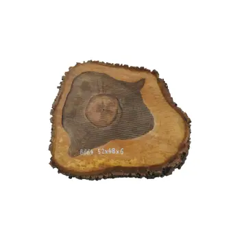 Plaster Orzecha Włoskiego 52x48x6cm